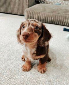 Dachshund Puppies For Sale