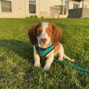 Miniature Dachshund Puppies for Sale