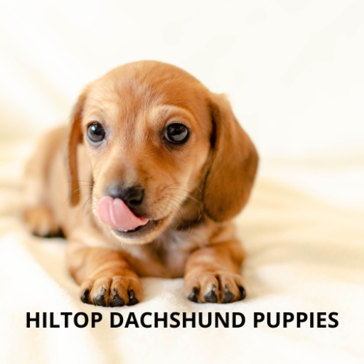 Hiltop Dachshund Puppies